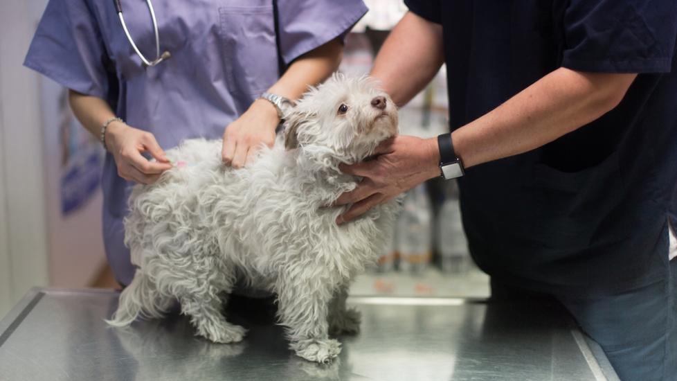 Dog at vet